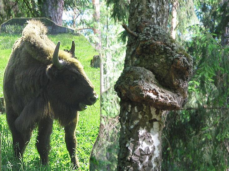 ВЫХОДНЫЕ В ДЕРЕВНЕ/НОВЫЙ БЫЧОК/БЕРЕЗОВЫЙ СОК/НАЧАЛО ВЕСЕННЕГО СЕЗОНА